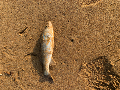 ベイトが遠い日