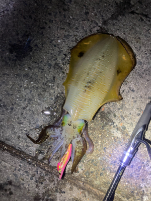 周りの人に感謝の１パイ