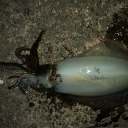 小浜から敦賀へランガン