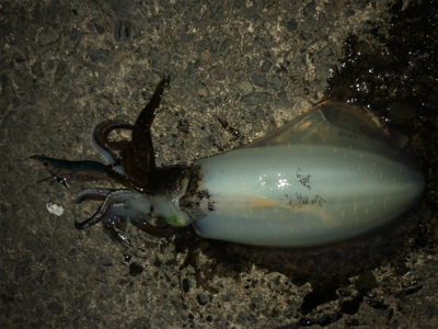 小浜から敦賀へランガン