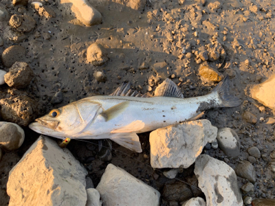 10月最後の釣行
