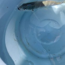 ジグパラスイムでメッキ