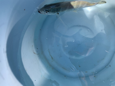 ジグパラスイムでメッキ