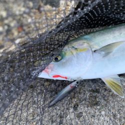 今日は、ジグで！