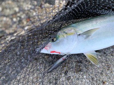 今日は、ジグで！