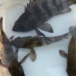 早起きメバリング