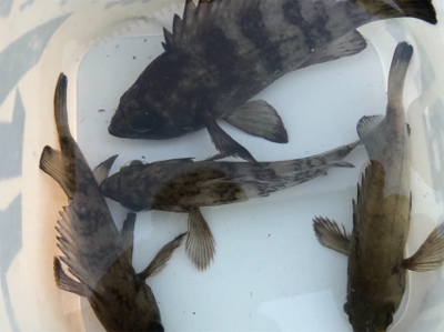 早起きメバリング