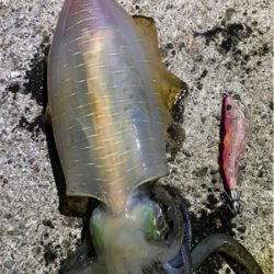 ランガン♪エギング