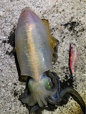 ランガン♪エギング