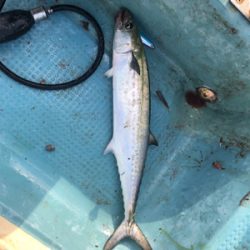 タイラバ　ジギング