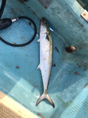 タイラバ　ジギング