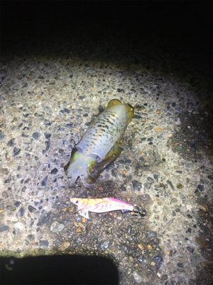 コウちゃんが食べたくて