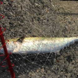 やっとサゴシ釣れた