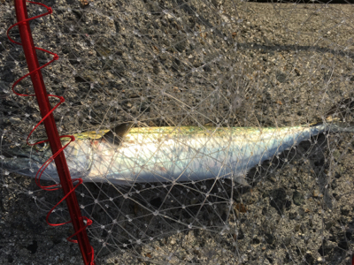 やっとサゴシ釣れた