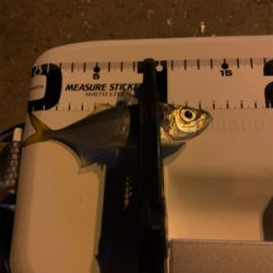 ベイトアジングの道⑩後一投…