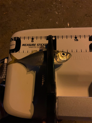 ベイトアジングの道⑩後一投…