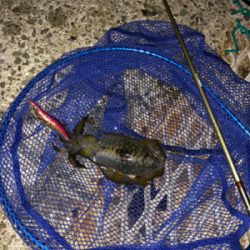 久々の小島養魚場!