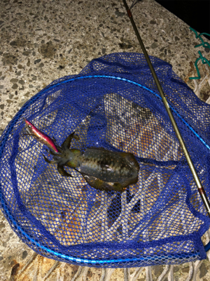 久々の小島養魚場!