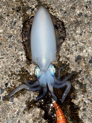 今季初アオリイカ