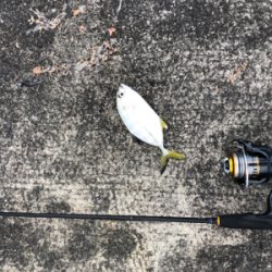 カマスとメッキ