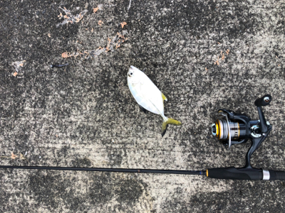 カマスとメッキ