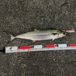 ショアジギングしました