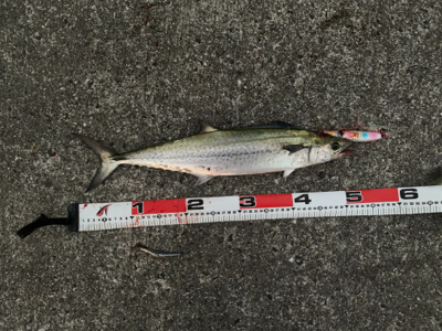 ショアジギングしました