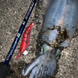 ジグではエソしか釣れん海