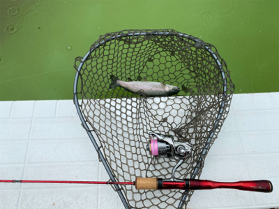 服部緑地　プールトラウト　管釣り