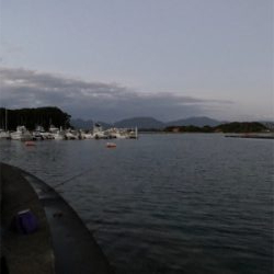 秋イカはいずこへ