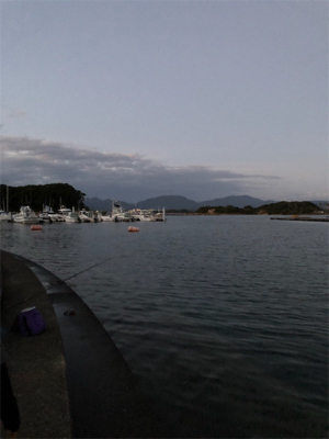 秋イカはいずこへ