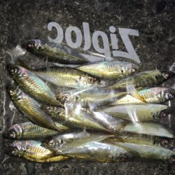 小アジ入れ食い