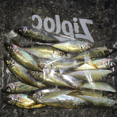 小アジ入れ食い