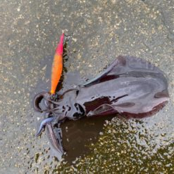 雨の中エギング