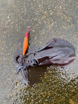 雨の中エギング
