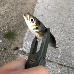 爆風スランプだぁ