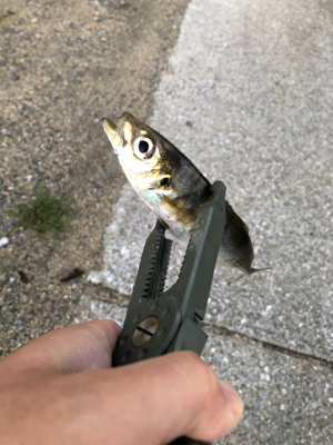 爆風スランプだぁ