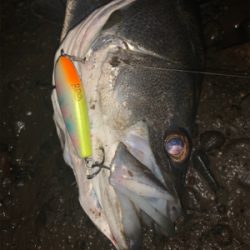 干潮からの朝まづめ釣行