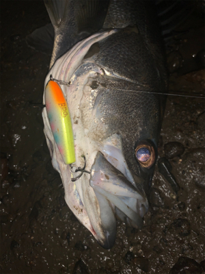 干潮からの朝まづめ釣行