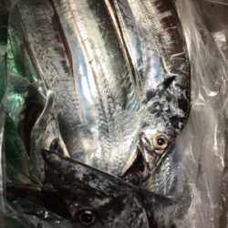 タチウオやっと