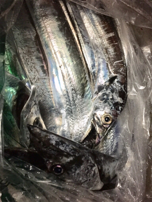 タチウオやっと