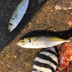 ダイソージグで初アジ