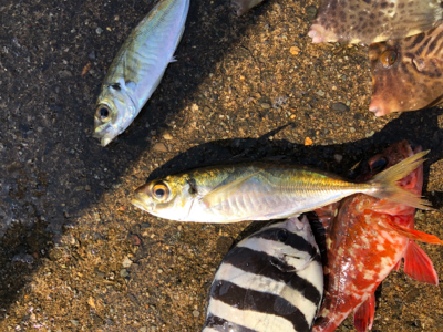 ダイソージグで初アジ