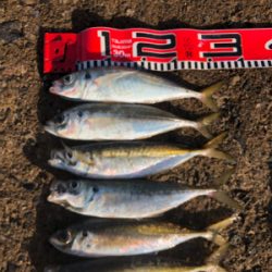 アジ刺身とフグ唐揚げかな？