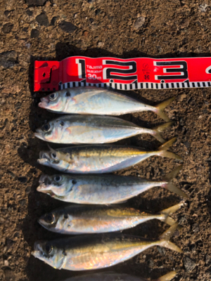 アジ刺身とフグ唐揚げかな？