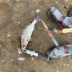 秋のサラシからヒラスズキを引き出した！！