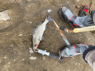 秋のサラシからヒラスズキを引き出した！！