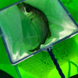 いつもよりも風が強い