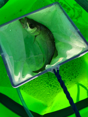 いつもよりも風が強い