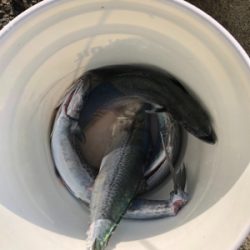 サゴシが湧いた